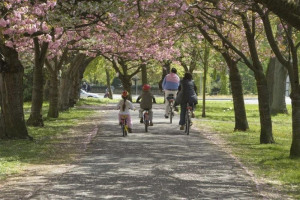 family-cycling-park-apple-blossom.jpg - ATfest - Active Travel Festival Chester 