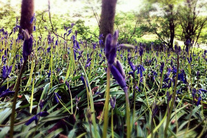 bluebells.jpg - Woodland Safe Haven