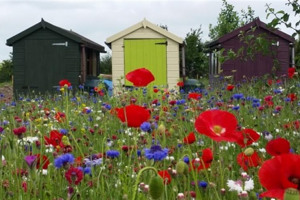 lindengate-sheds-wildflowers.jpg - Community BioBlitz 