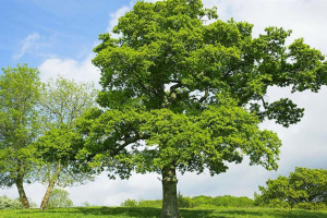 english-oak-pedunculate-oak-quercus-robur-tree-alamy-bmrxjf-oliver-smart.jpg - Much Needed Trees for Havering!