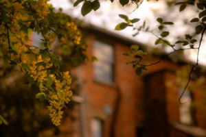 Grow a Yoga Home in the Heart of Ludlow