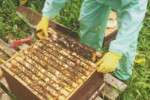 1-da-3-f-6-ed-05-df-4-eba-bf-50-991-dcd-9-d-0666.jpeg - Community beekeeping