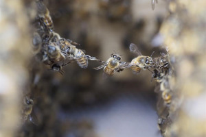 8101452.jpg - Community Honey by Bees & Refugees