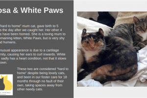 rosa-and-white-paws.png - Help voluntary cat rescue in Redbridge