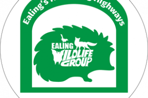 Build Urban Hedgehog Highways in Ealing