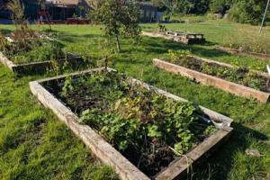 Growing Together: Enfield School Gardens