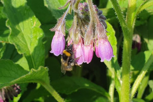 wildflower-bees.jpg - Grenfell road Beekeeping and crafts'