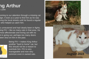 king-arthur.png - Help voluntary cat rescue in Redbridge