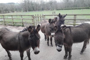 Easy access for all donkey stables 