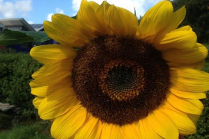 sunflower.jpg - Learn Grow Share