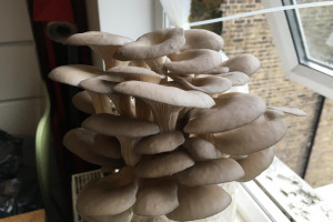 img-2719.jpeg - Margate Mushrooms