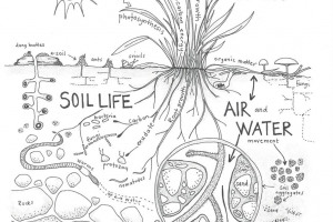 soil-diag.jpg - Treflach Community Growing Hub