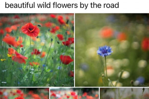 wild-flowers-7.jpg - Wild flowering of Long Newnton Verges