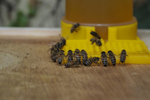 8101476.jpg - Community Honey by Bees & Refugees