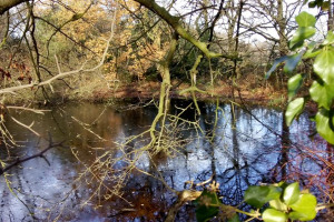 img-20171219-114022.jpg - restore pond in Beckenham Place Park