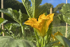 courgette-flower.jpg -  Letting Grow’s School Nature Workshops