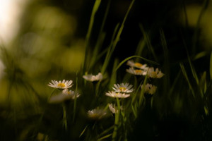 gather-06-05-24-adh-0236-credit-andy-hughes.jpg - Grow a Yoga Home in the Heart of Ludlow