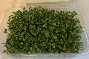 img-6638.jpg - The Small and Mighty Microgreen Kit