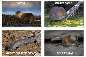 wildlife-four-captions.png - Better homes 4 Chichester