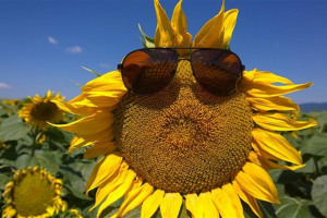 funflower.jpg - Join the sunflower Gang