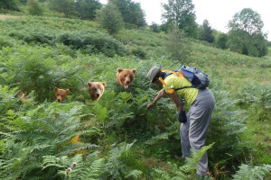 goldilocks-bears.jpg - Malvern Hills Lost Fritillaries Project
