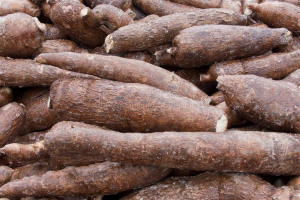 cassava-root-17324753.jpg - Fertilizer Processing From Crops 