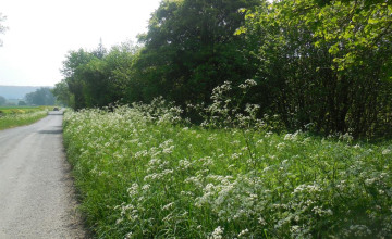 Image 5 of 16