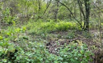 Image 4 of 8
