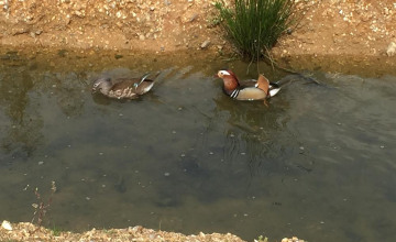 Image 12 of 11