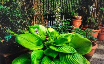 Image 10 of 10