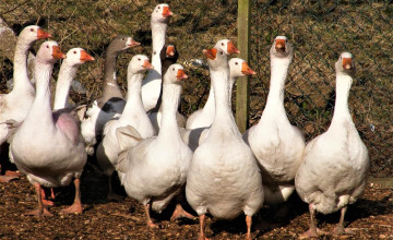 Image 28 of 26
