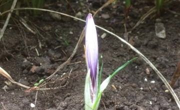 Image 14 of 87