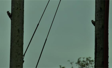 Image 9 of 16
