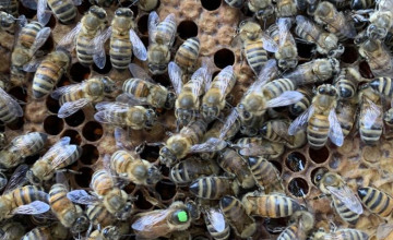 Image 2 of 16