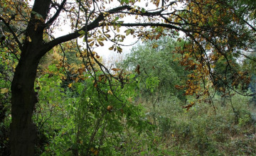 Image 2 of 7