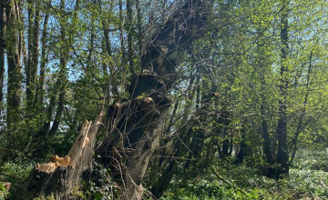 Image 1 of 17