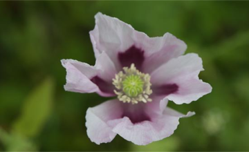 Image 11 of 16