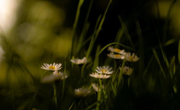 Image 4 of 6