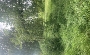 Image 11 of 16