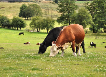 cows-at-fordhall-edited-2-09.jpg