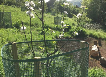 charlea-community-gardens.jpg