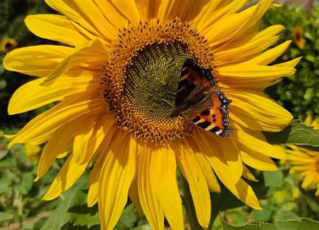 sun-flower-butterfly.jpg