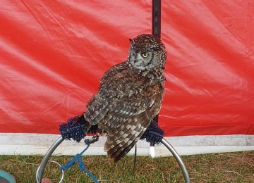 owl-photo.jpg