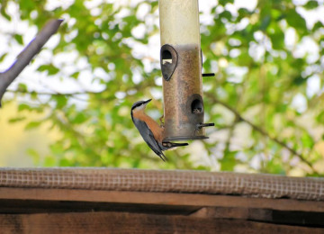 bird-at-fordhall.jpg