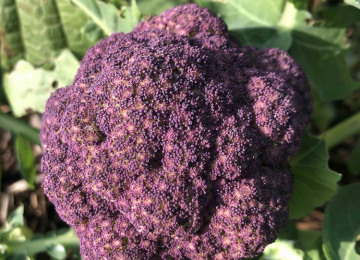 purple-broccoli-low-res.jpg