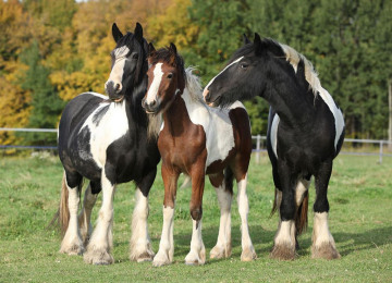 irish-cob-horses-autumn-pasture.jpg