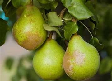 three-pears.jpeg