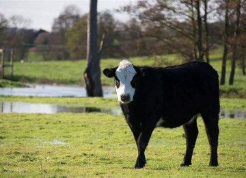 cow-in-flood.jpg