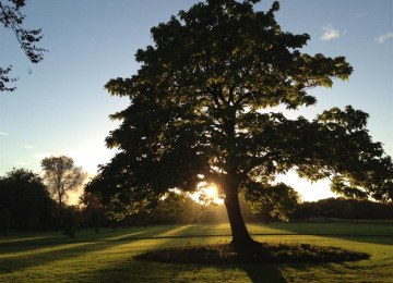 lilford-park-tree.jpg