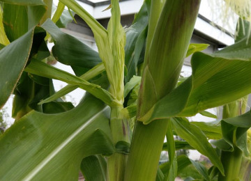 sweet-corn-18-th-aug.jpg